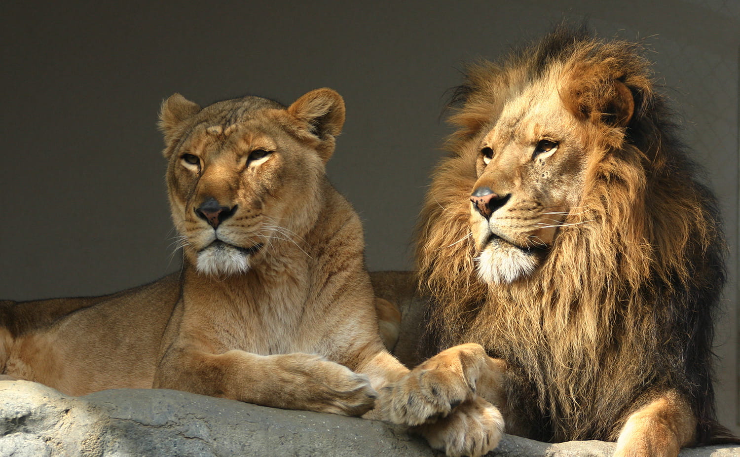 ライオン Lion の生態 野生動物 絶滅動物の図鑑サイト Tomorrow Is Lived